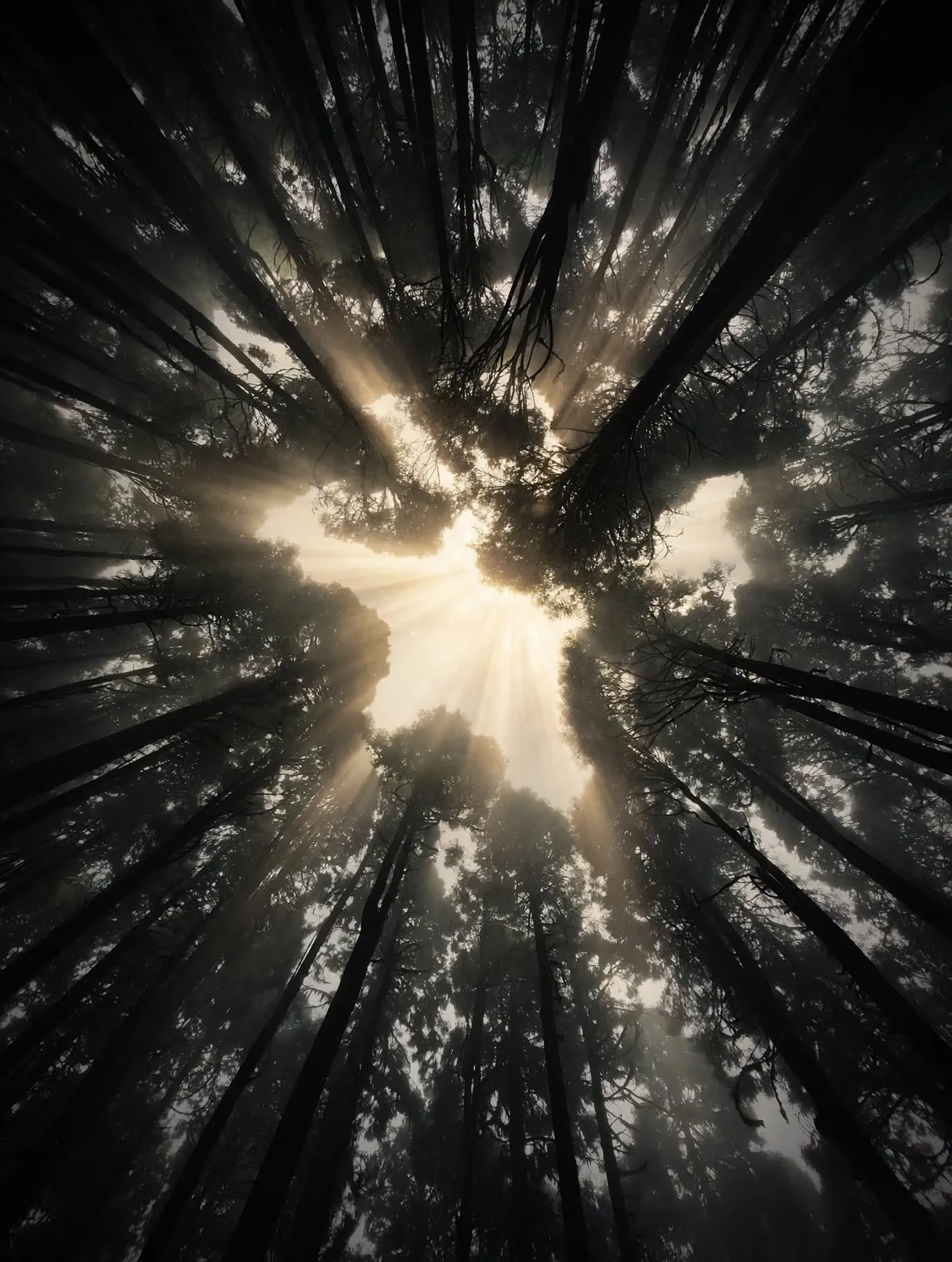 A misty, ethereal forest canopy